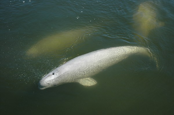 28.Белухи (полярные дильфины)